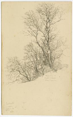 Trees, 13 May 1885