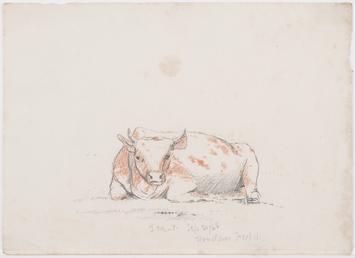 Reclining cow with short horns