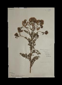 Common ragwort or cushag