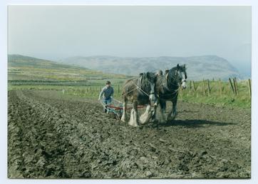Cregneash Phil Gawne ploughing with horses Nancy and…