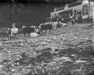 Cows on foreshore at Port Soderick with the…