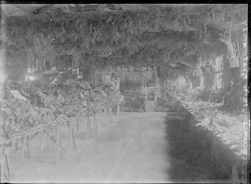 First World War Internee Horticultural Show, Douglas or…